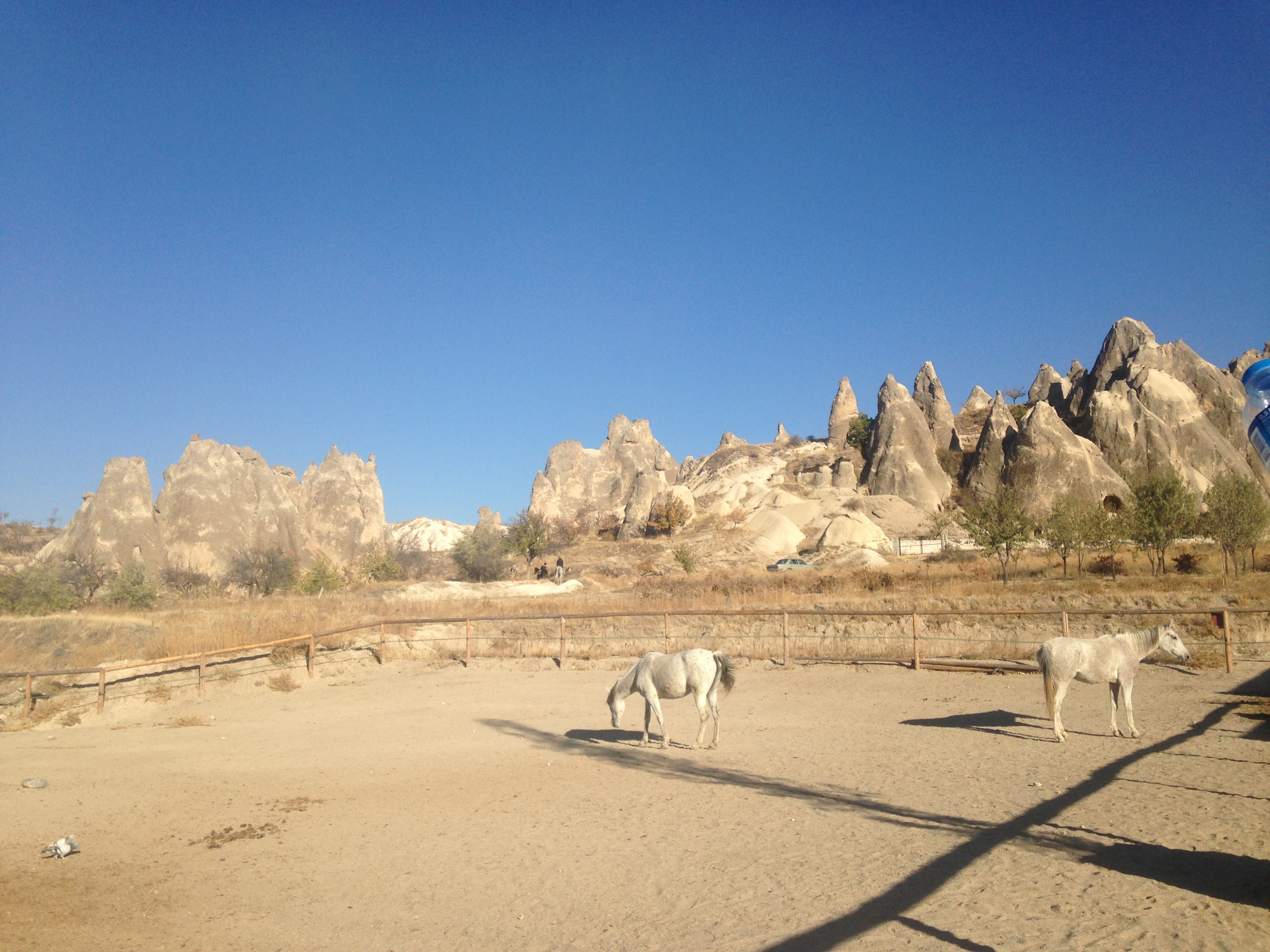 horses farm rose valley goreme