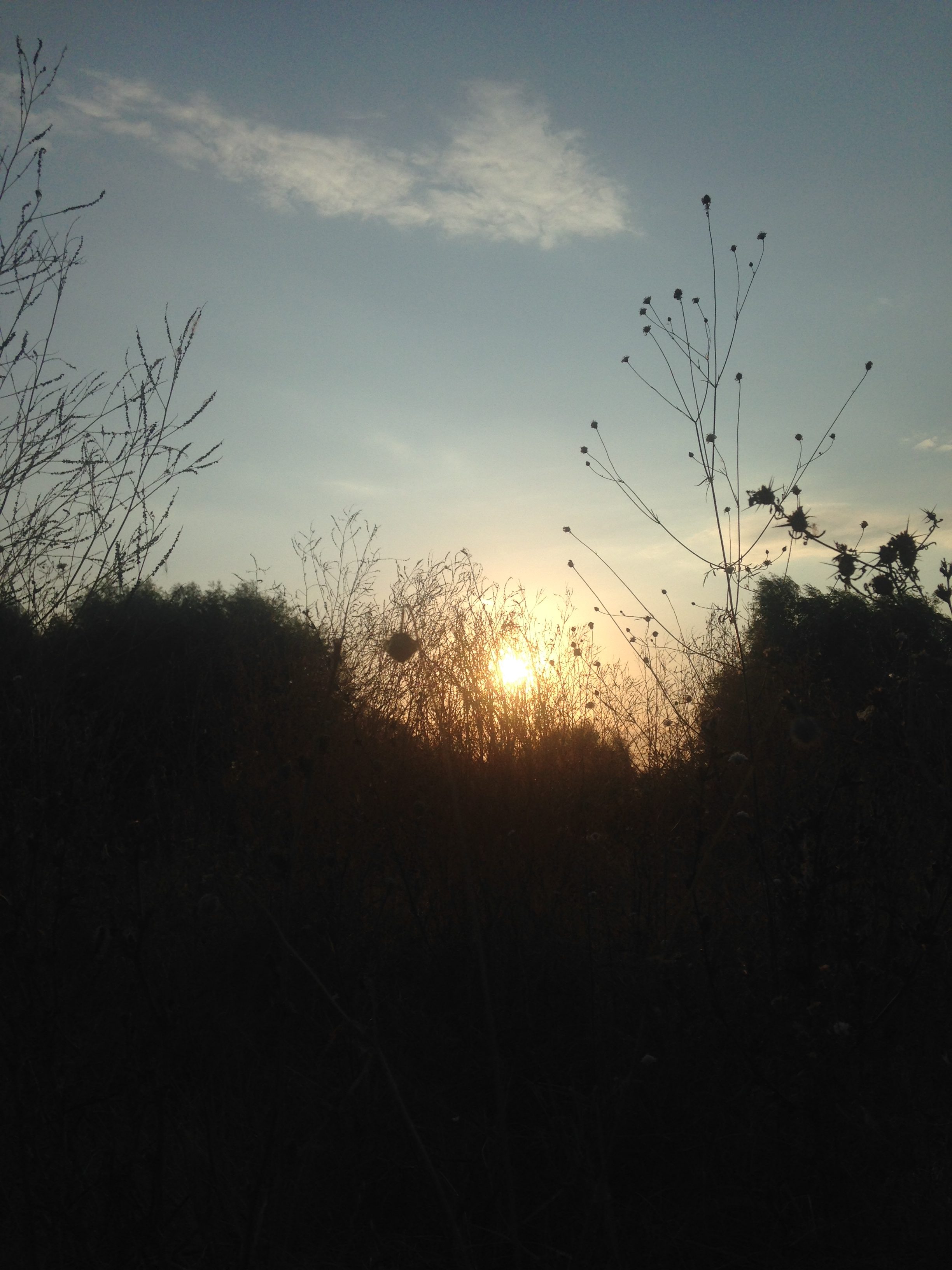 sunset in vacaresti natural park