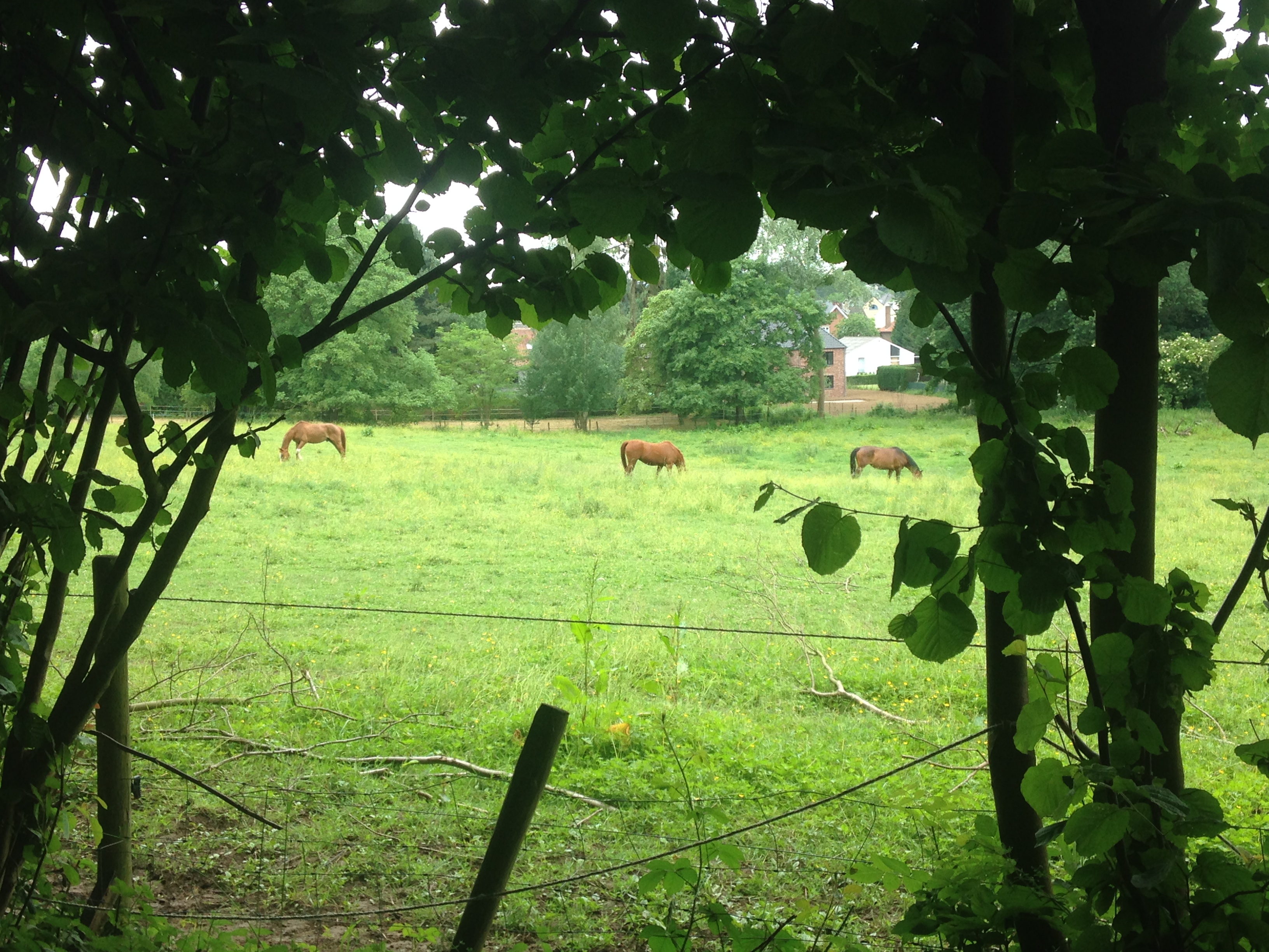 horses belgium la hulpe forest green